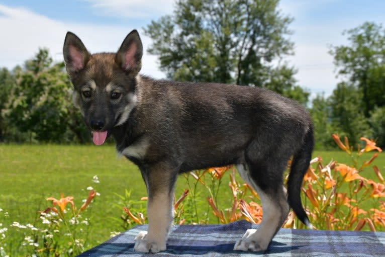 Meeko, a Czechoslovakian Vlcak and Siberian Husky mix tested with EmbarkVet.com