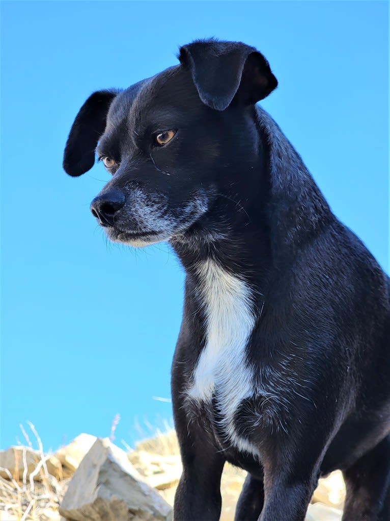 Zeus, a Chihuahua and Poodle (Small) mix tested with EmbarkVet.com