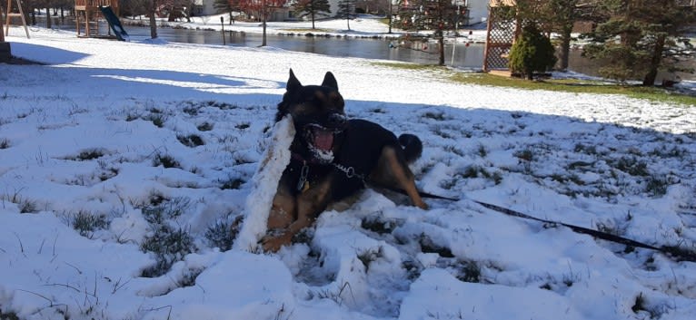 Petra, a German Shepherd Dog and Australian Cattle Dog mix tested with EmbarkVet.com