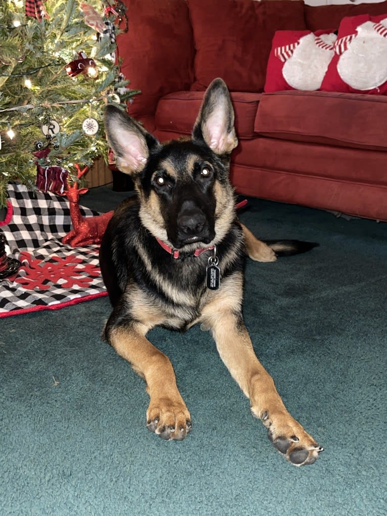Otto, a German Shepherd Dog tested with EmbarkVet.com