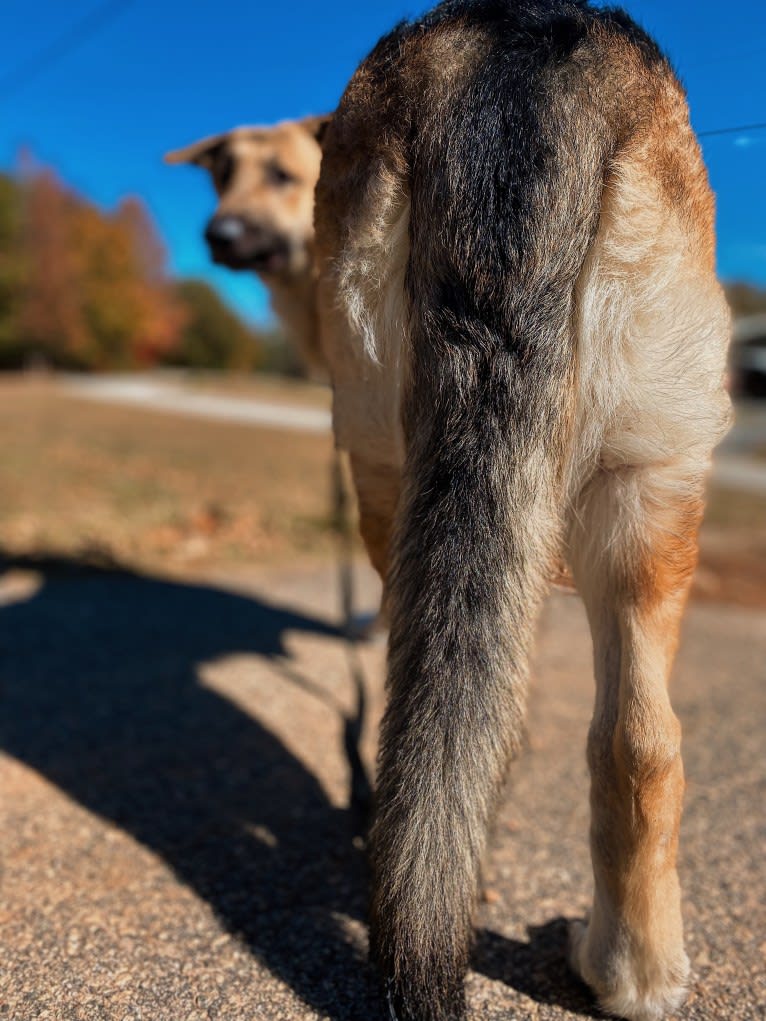 Strider, a German Shepherd Dog tested with EmbarkVet.com