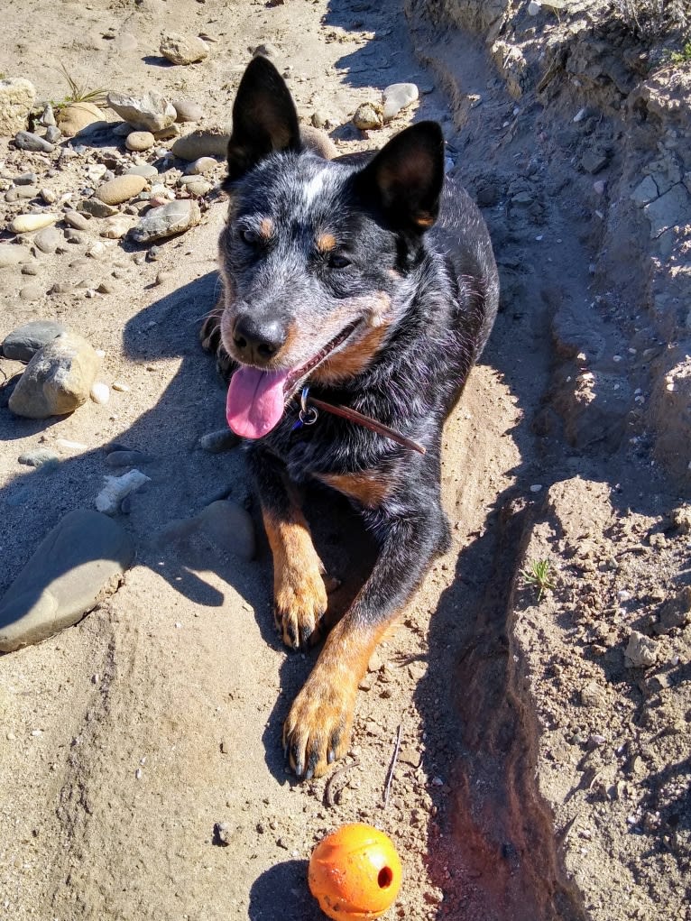 Buck (Little Monster, Little Bear), an Australian Cattle Dog tested with EmbarkVet.com