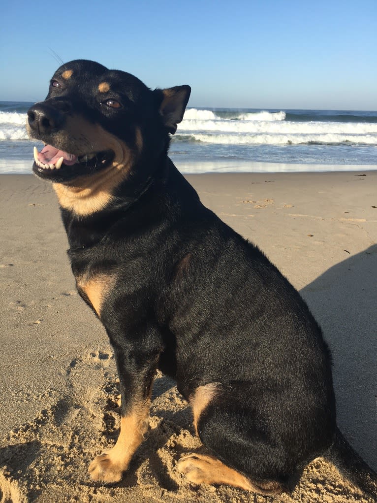 Bougain (Bo), a Southeast Asian Village Dog tested with EmbarkVet.com