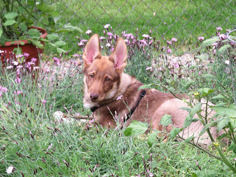 Duvel, a Gerberian Shepsky (18.8% unresolved) tested with EmbarkVet.com