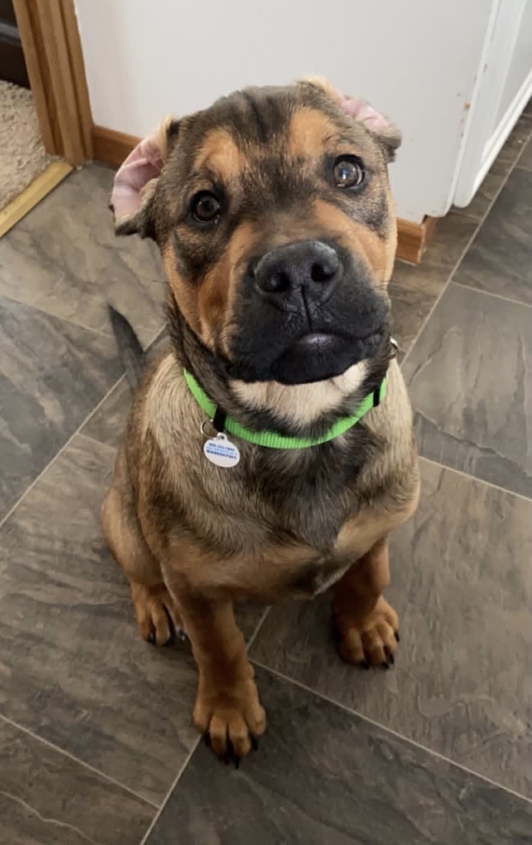 Lenny, a Rottweiler and American Pit Bull Terrier mix tested with EmbarkVet.com