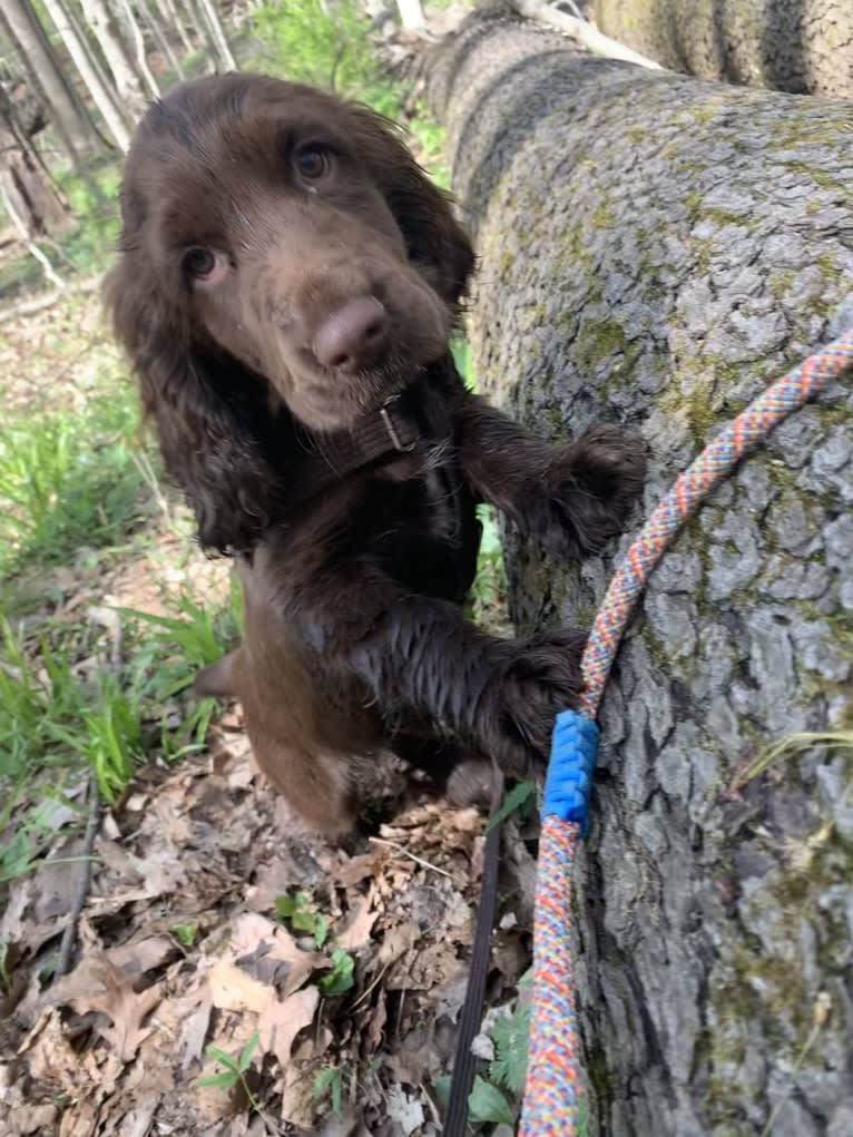 Fig, a Field Spaniel tested with EmbarkVet.com