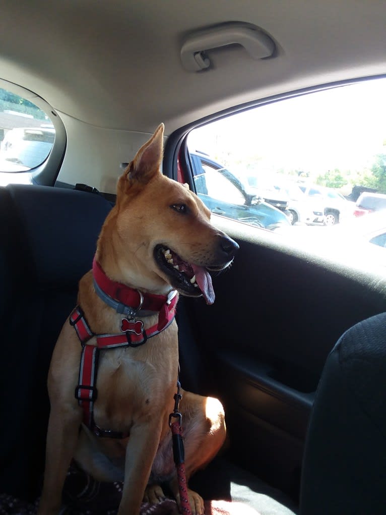 liberty, an American Pit Bull Terrier and Chow Chow mix tested with EmbarkVet.com