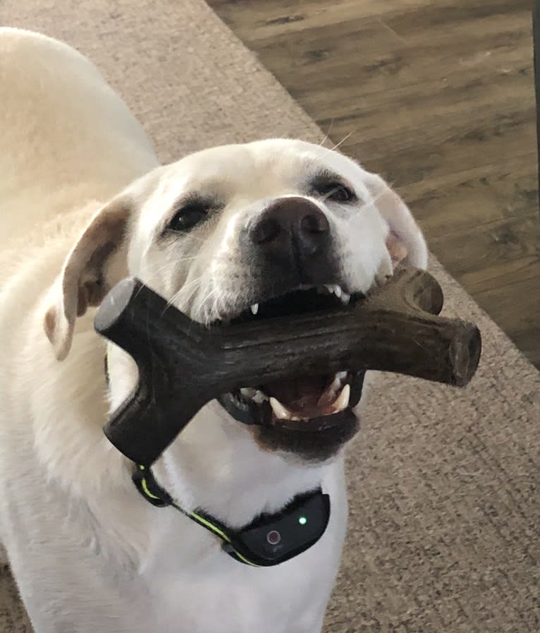 Maizee, a Great Pyrenees and German Shepherd Dog mix tested with EmbarkVet.com