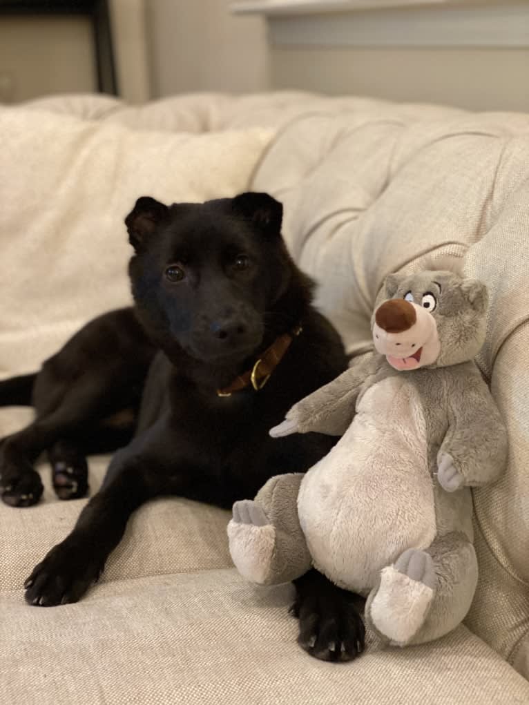 Baloo Stern, a Hong Kong Village Dog tested with EmbarkVet.com