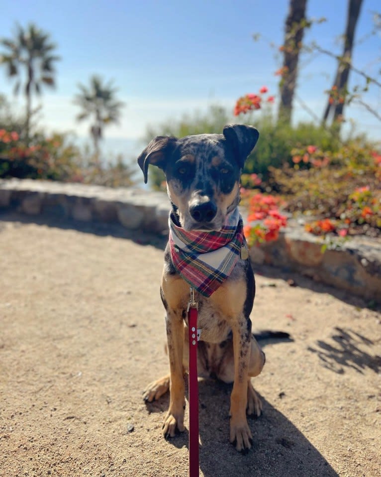 Zoey, a Labrador Retriever and German Shepherd Dog mix tested with EmbarkVet.com