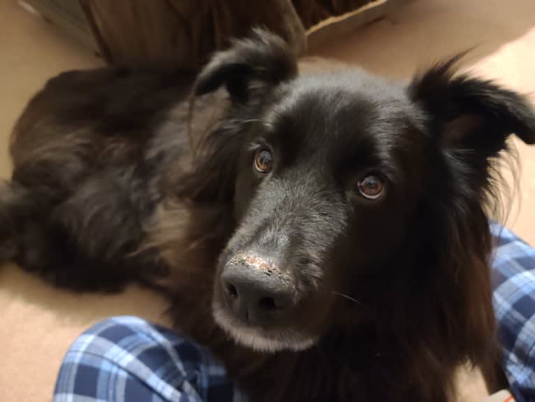 Teddy, a Rottweiler and Samoyed mix tested with EmbarkVet.com