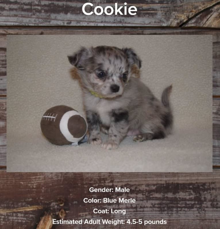 Renny Pip, a Chihuahua and Pomeranian mix tested with EmbarkVet.com