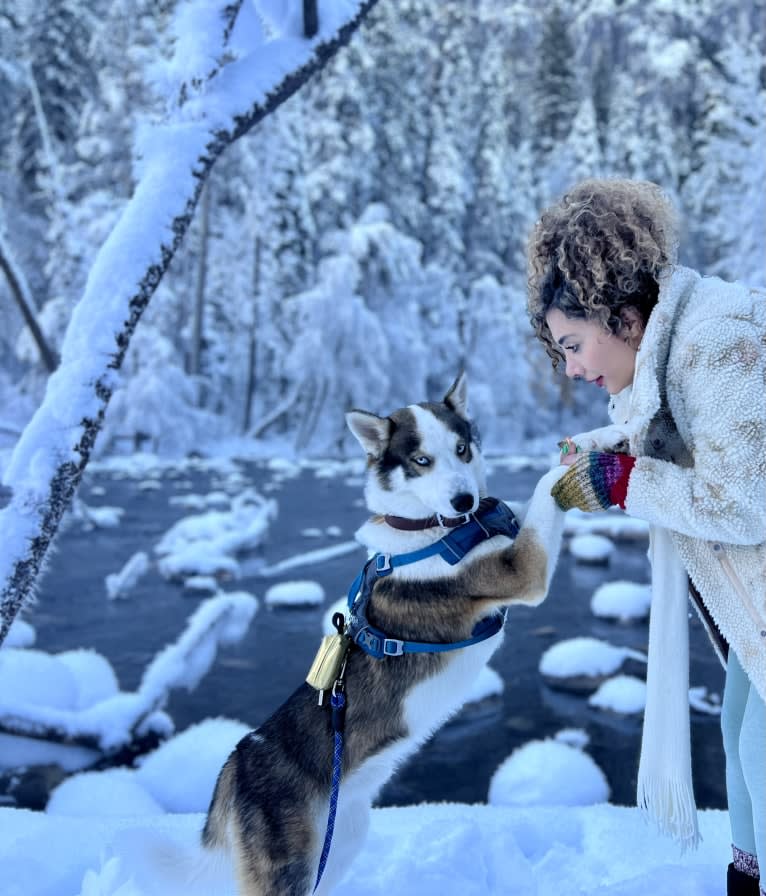 Floki, a Siberian Husky and Alaskan Malamute mix tested with EmbarkVet.com