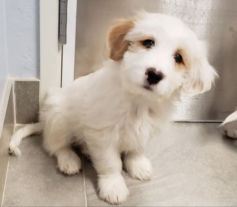 Tucker, a Poodle (Small) and German Shepherd Dog mix tested with EmbarkVet.com