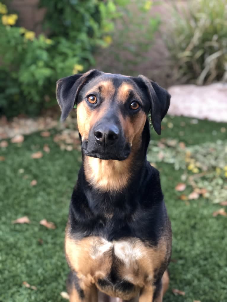 Cooper, a Rhodesian Ridgeback and Australian Shepherd mix tested with EmbarkVet.com