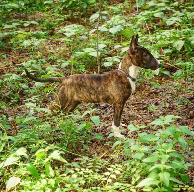 Dippy, a Bull Terrier tested with EmbarkVet.com