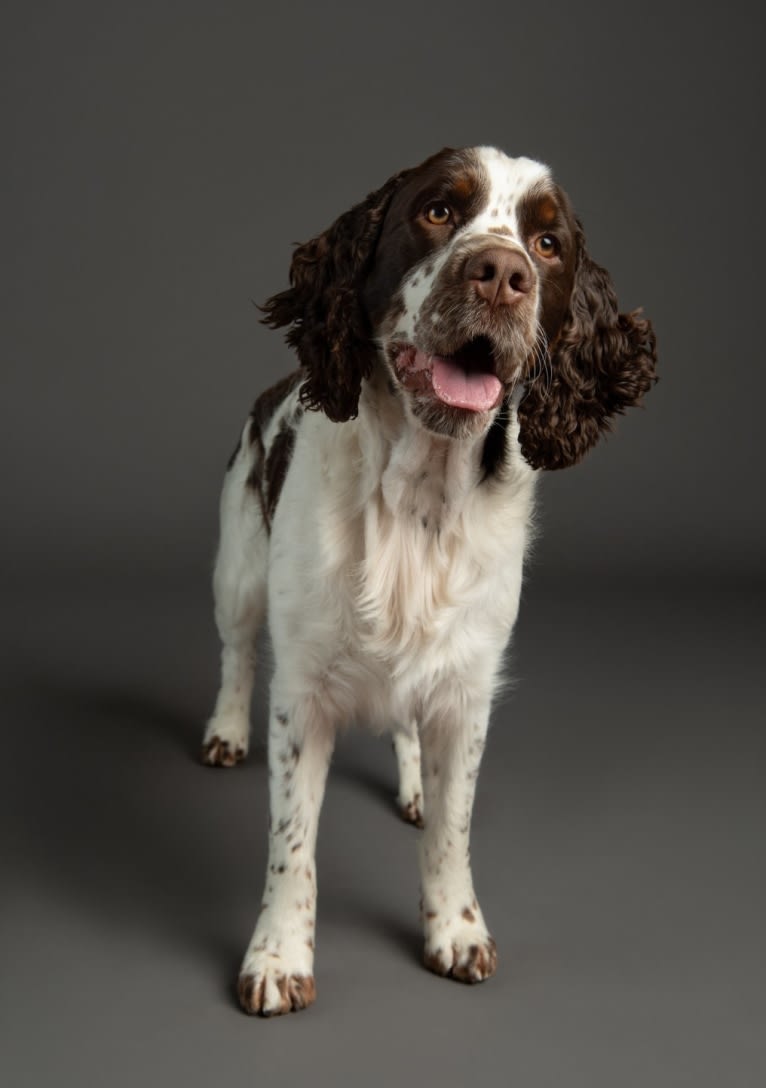 Earl, an English Springer Spaniel tested with EmbarkVet.com