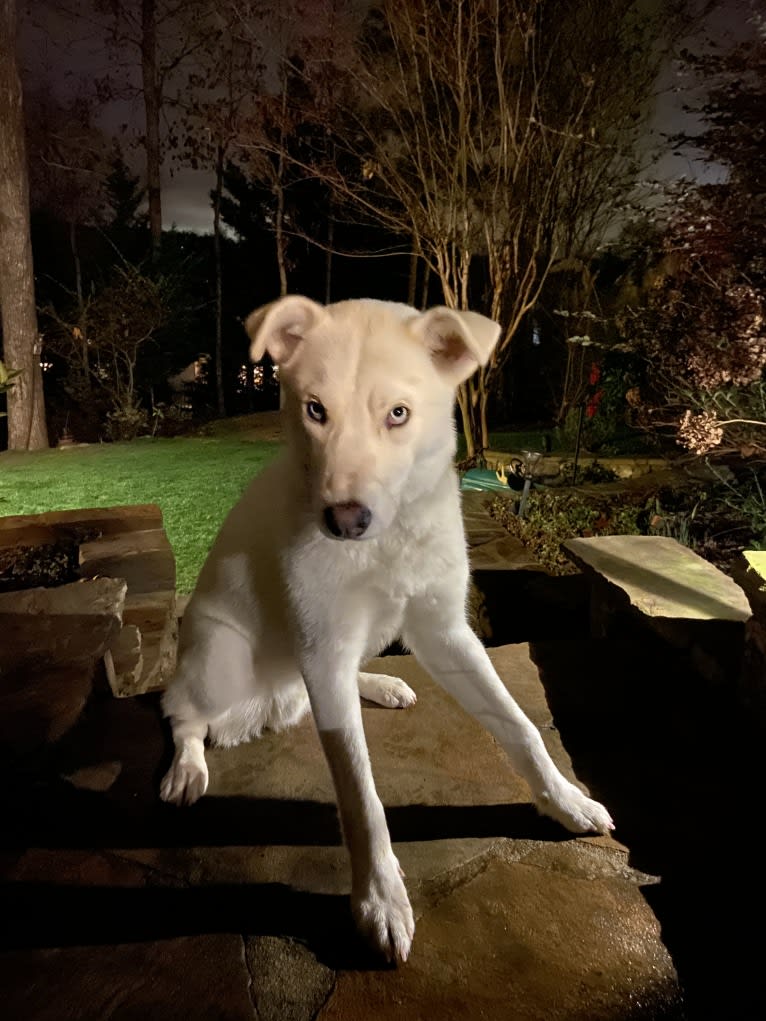 Dash, a Gerberian Shepsky (12.7% unresolved) tested with EmbarkVet.com