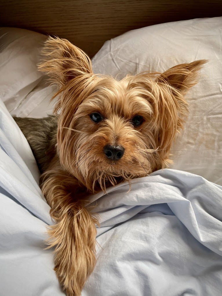 Oliver, a Yorkshire Terrier tested with EmbarkVet.com