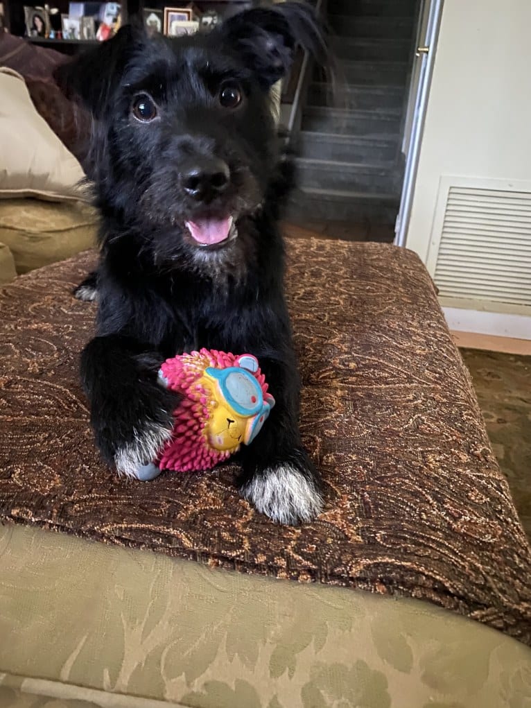 Chance, a Chihuahua and Miniature Schnauzer mix tested with EmbarkVet.com