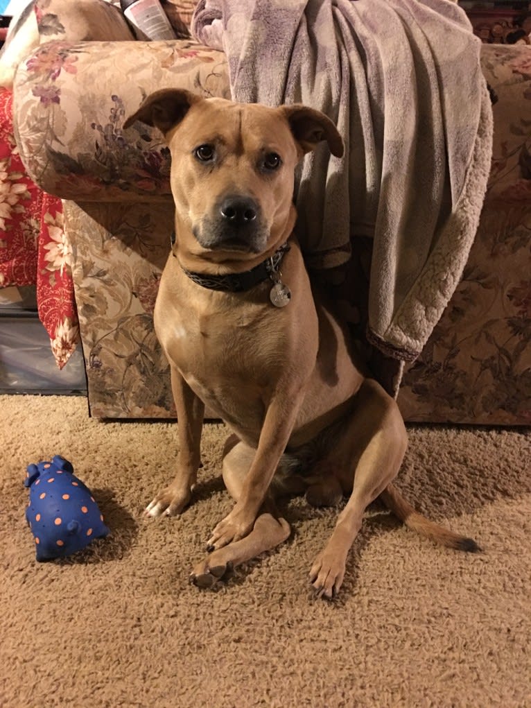 Zeus, an American Pit Bull Terrier and Labrador Retriever mix tested with EmbarkVet.com