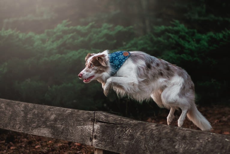 Asher, a Border Collie tested with EmbarkVet.com