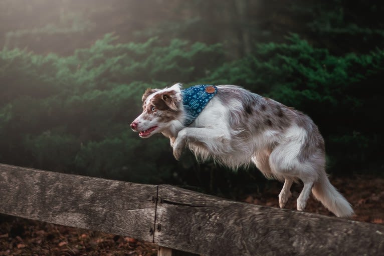 Spurs N Ashes, a Border Collie tested with EmbarkVet.com