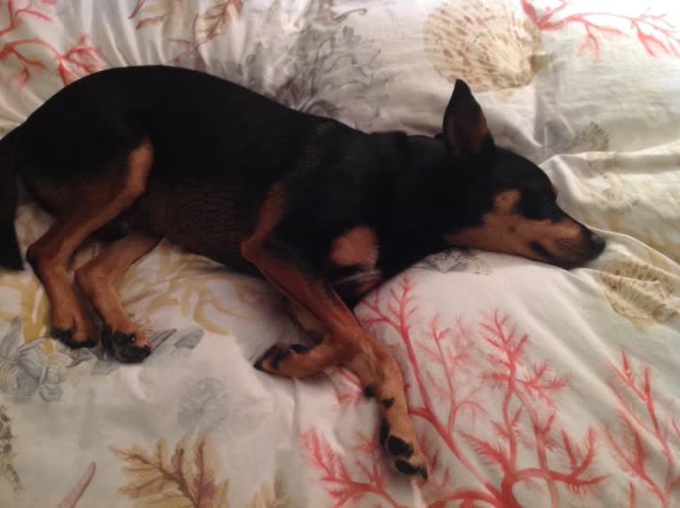 Enzo, a Miniature Pinscher and Border Collie mix tested with EmbarkVet.com