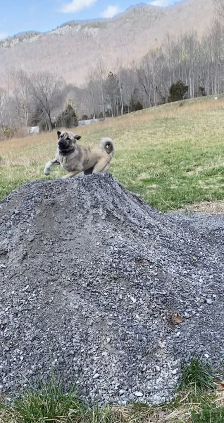 Princess, an Anatolian Shepherd Dog tested with EmbarkVet.com