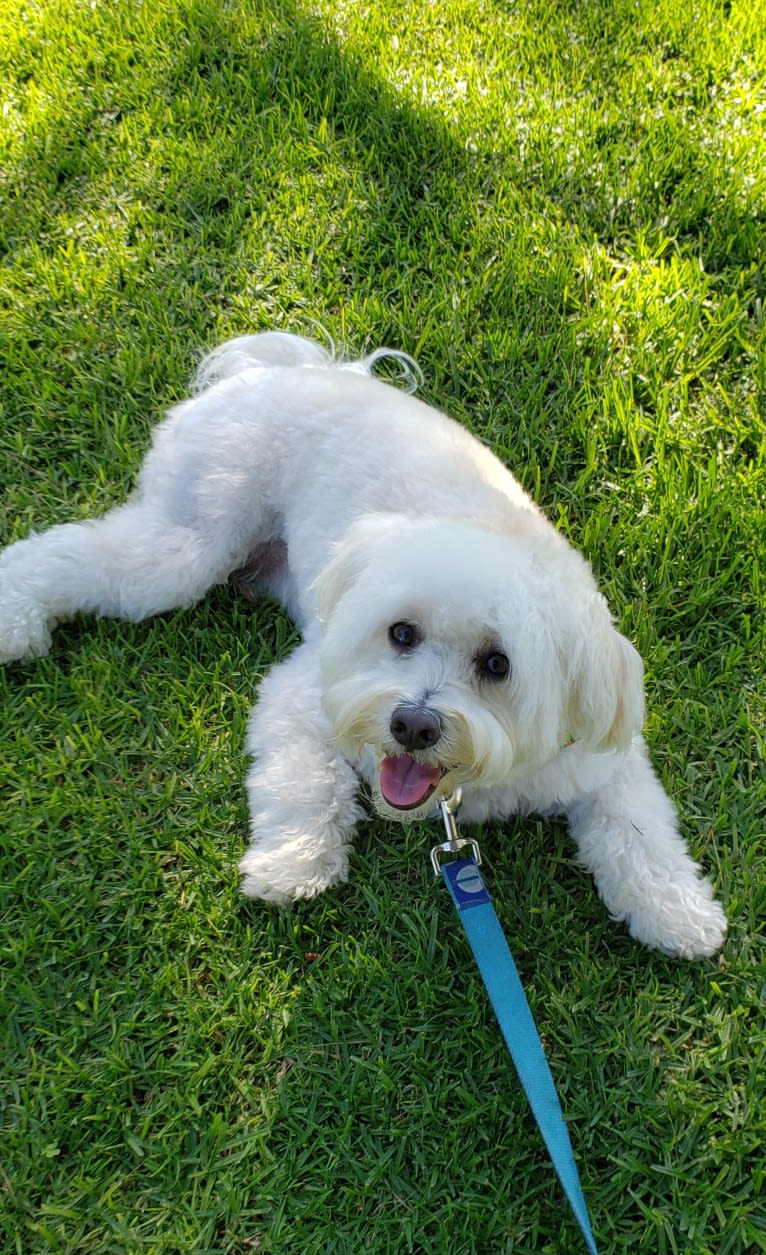 Benji, a Poodle (Small) and Bichon Frise mix tested with EmbarkVet.com