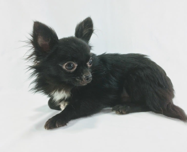Dante, a Chihuahua tested with EmbarkVet.com