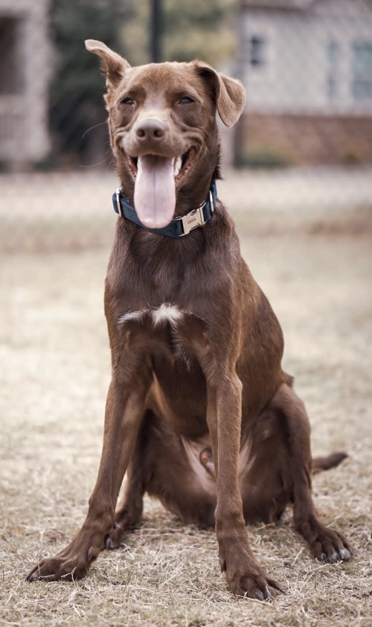 Ollie, an American Pit Bull Terrier and Beagle mix tested with EmbarkVet.com