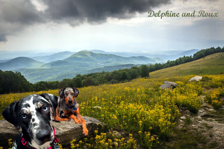 Delphine, a Catahoula Leopard Dog tested with EmbarkVet.com