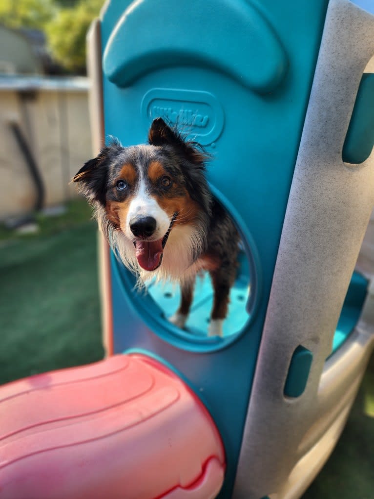 Remi, an Australian Shepherd and Border Collie mix tested with EmbarkVet.com