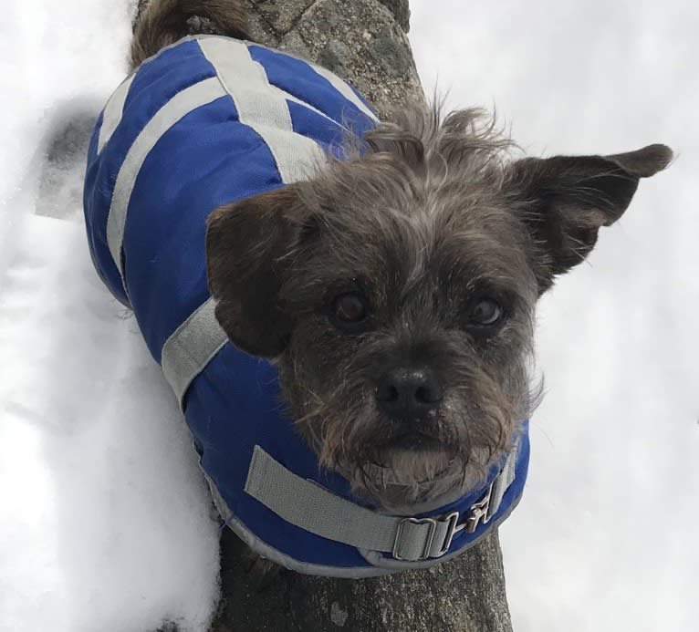 Bucky, a Lhasa Apso and Rat Terrier mix tested with EmbarkVet.com