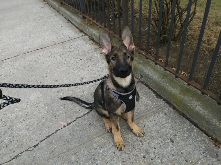 King Kelly, a German Shepherd Dog tested with EmbarkVet.com