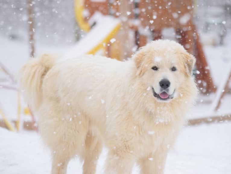 Voltaire, a Great Pyrenees tested with EmbarkVet.com