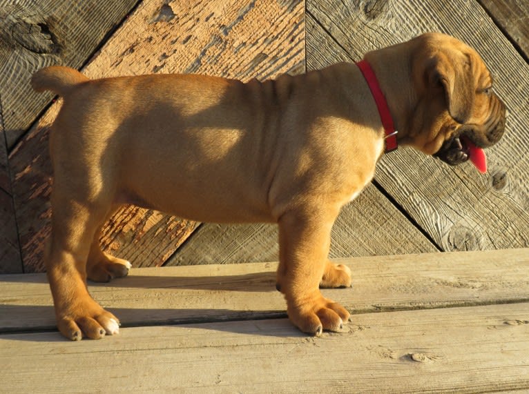 Clover K Asha, a Boerboel tested with EmbarkVet.com