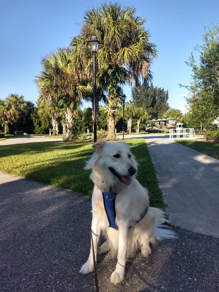 Scooter, an Arabian Village Dog tested with EmbarkVet.com