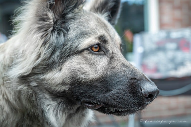 GEMMA, a German Shepherd Dog tested with EmbarkVet.com