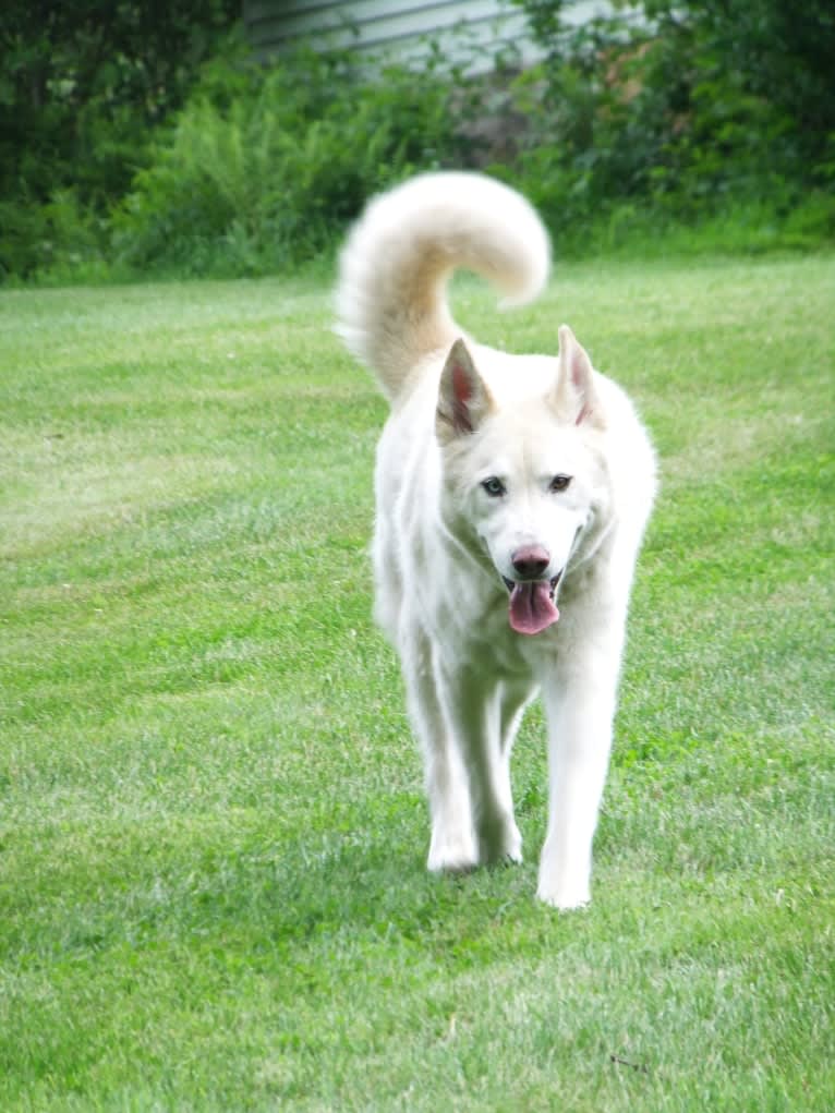 Nanuk, a Siberian Husky and German Shepherd Dog mix tested with EmbarkVet.com