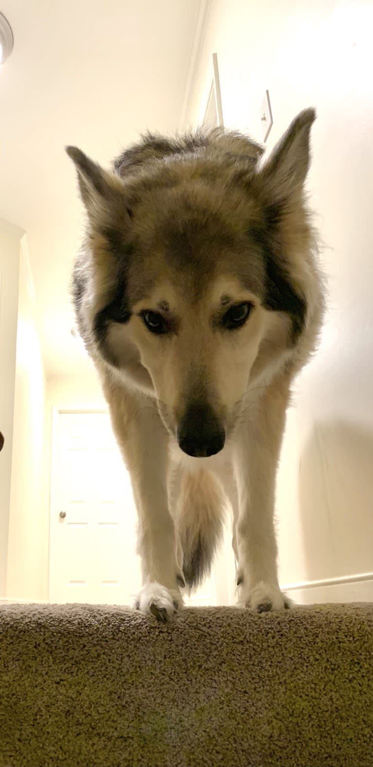 Dakota, a German Shepherd Dog and Alaskan Malamute mix tested with EmbarkVet.com