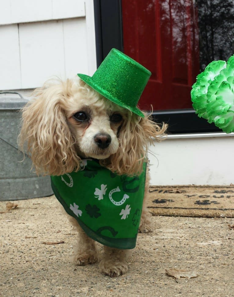 Phoebe, a Poodle (Small) and Shih Tzu mix tested with EmbarkVet.com