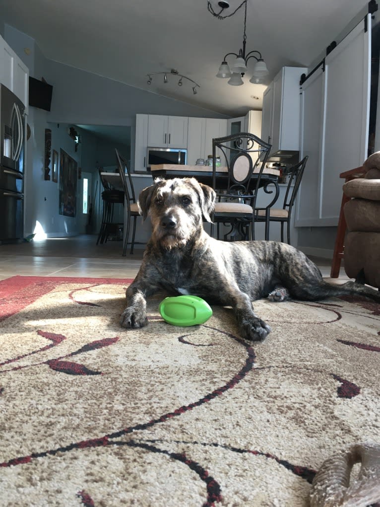 Winston, a Poodle (Standard) and Golden Retriever mix tested with EmbarkVet.com