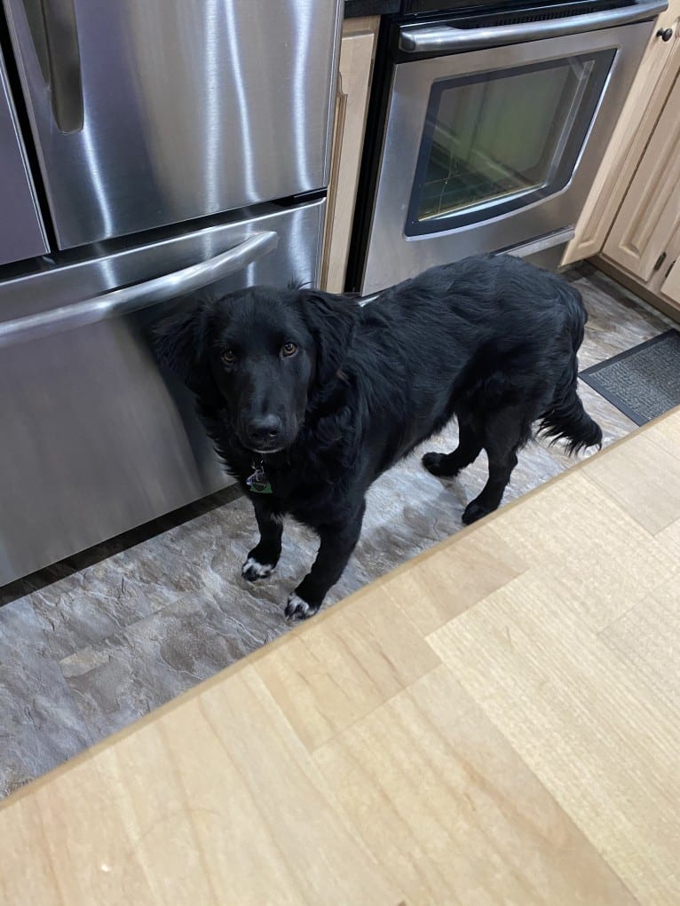 Care Bear Ross, a Labrador Retriever and Australian Cattle Dog mix tested with EmbarkVet.com