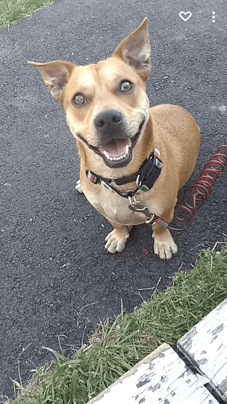 Rowdy, an American Pit Bull Terrier and Miniature Pinscher mix tested with EmbarkVet.com