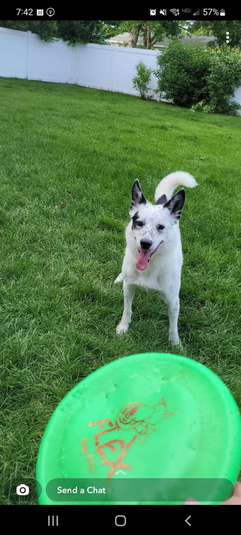 Harley, a Border Collie and Australian Cattle Dog mix tested with EmbarkVet.com