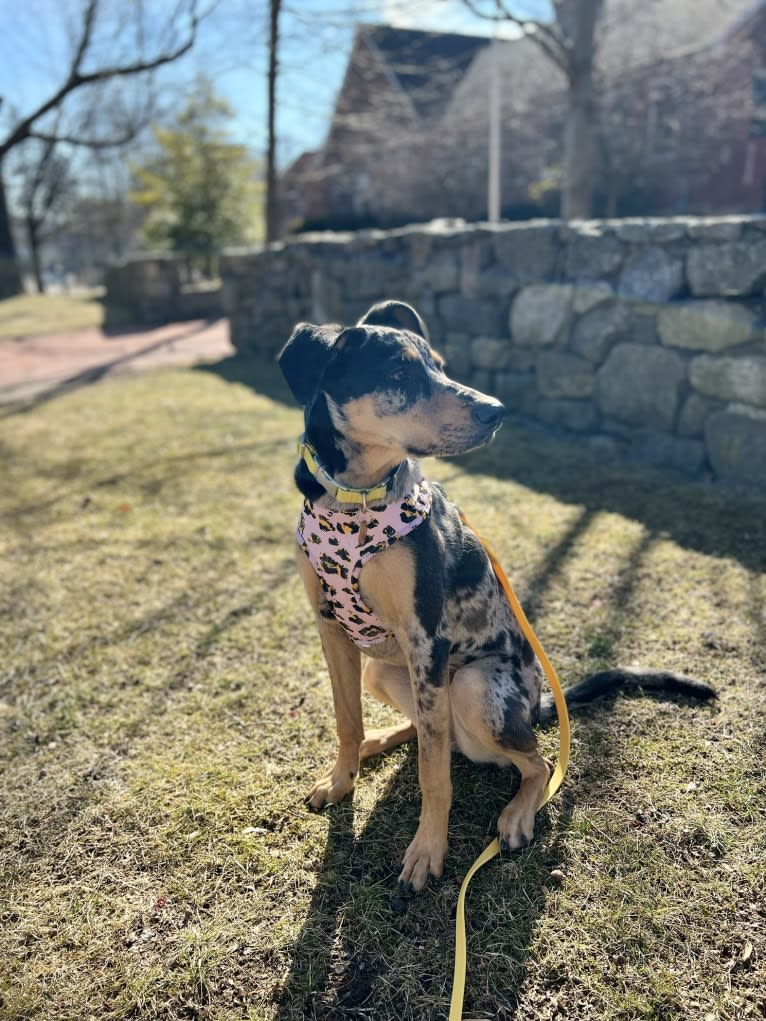 Zoey, a Labrador Retriever and German Shepherd Dog mix tested with EmbarkVet.com