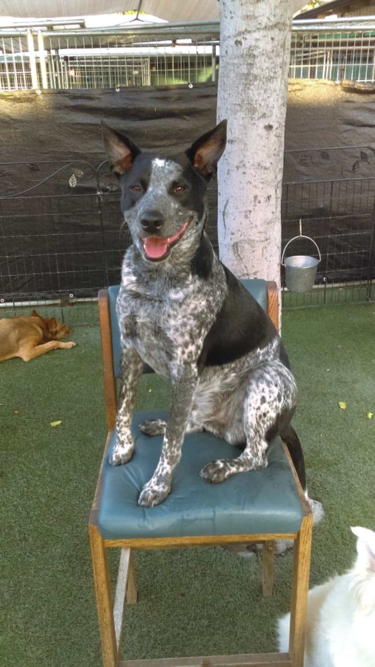 Diesel, an Australian Cattle Dog and Staffordshire Terrier mix tested with EmbarkVet.com