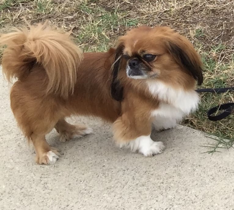 Boxer, a Pekingese tested with EmbarkVet.com